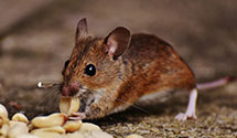24 Hour & Emergency Exterminators in Columbia, OH